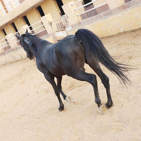 The Farm - Hotel & Horse Riding Cairo Ngoại thất bức ảnh