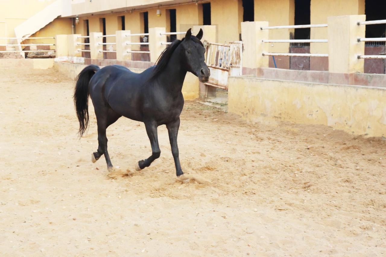 The Farm - Hotel & Horse Riding Cairo Ngoại thất bức ảnh