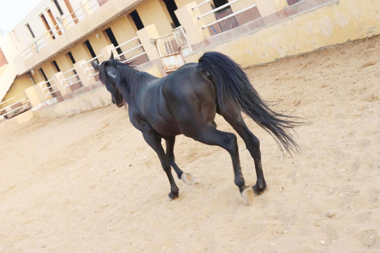 The Farm - Hotel & Horse Riding Cairo Ngoại thất bức ảnh